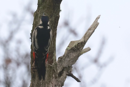 Dendrocopos major-12