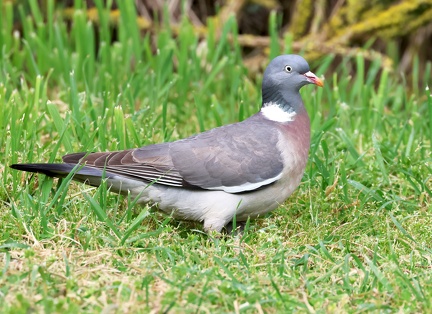 Columba palumbus