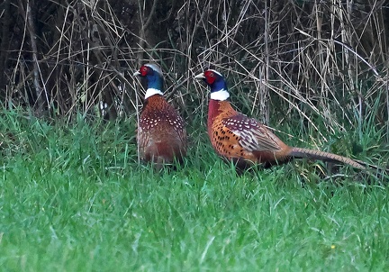 Phasianus colchicus-4