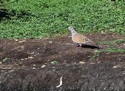 Streptopelia turtur-1