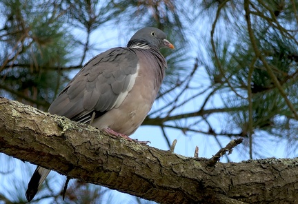 Columba palumbus-1