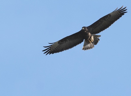 Buteo buteo-3