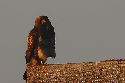 Buteo buteo-11