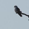 Elanus caeruleus