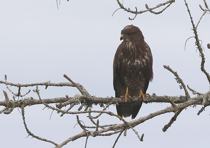 Buteo buteo-3