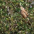 Falco tinnunculus-4