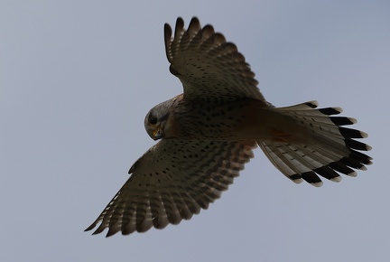 Falco tinnunculus-03