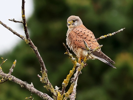 Falco tinnunculus-11