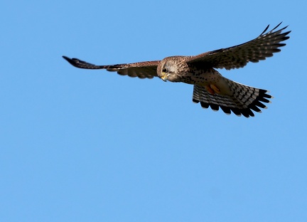 Falco tinnunculus-05