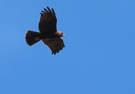 Circus aeruginosus-3