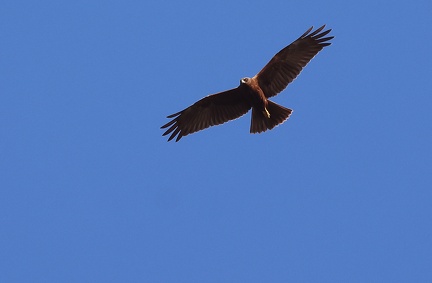 Circus aeruginosus-31
