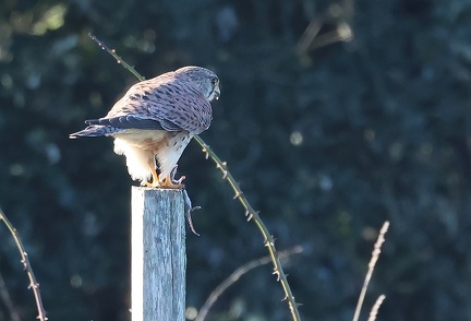 Falco tinnunculus-90