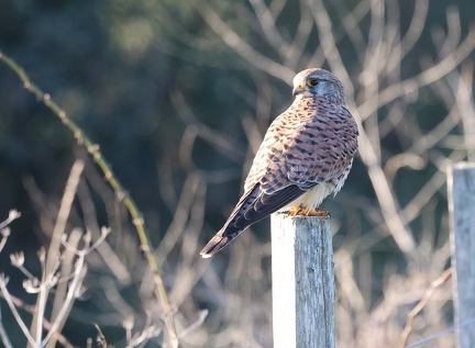 Falco tinnunculus-91