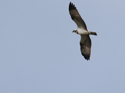Pandion haliaetus