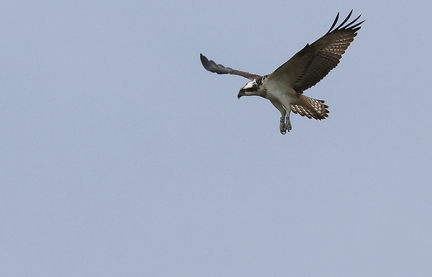 Pandion haliaetus-1
