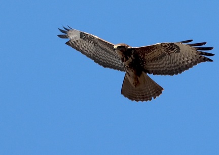 Buteo buteo-21