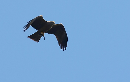 Milvus migrans-5