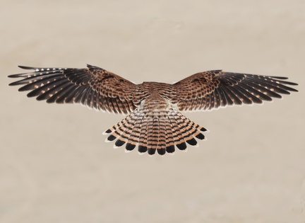 Falco tinnunculus-62