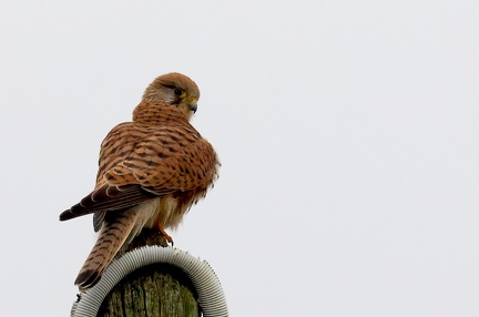 Falco tinnunculus-5