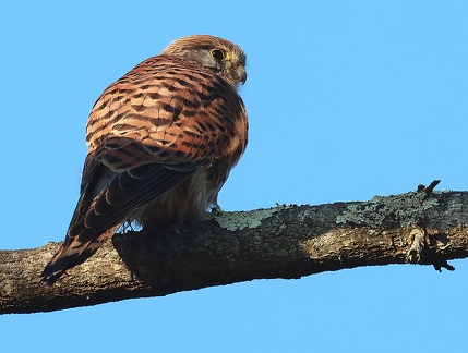 Falco tinnunculus-51