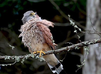 Falco tinnunculus-71