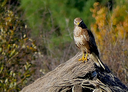 Buteo buteo