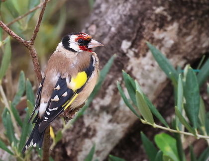 Carduelis carduelis-6