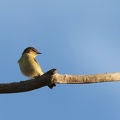 Acrocephalus schoenobaenus-1
