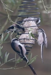 Aegithalos caudatus-6