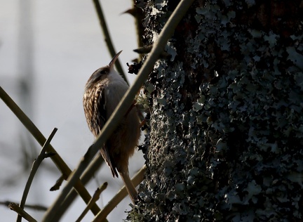 Certhia brachydactyla-1