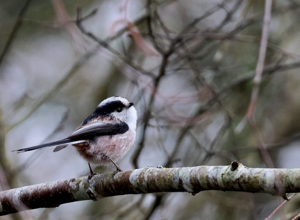 Aegithalos caudatus-2