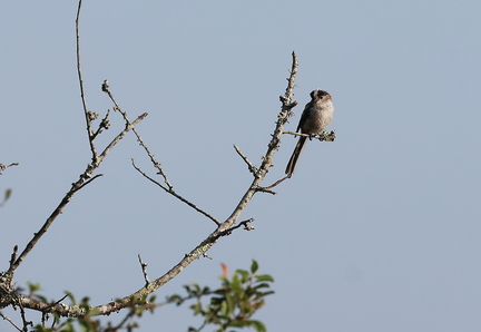 Aegithalos caudatus-8