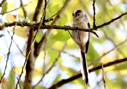 Aegithalos caudatus-31