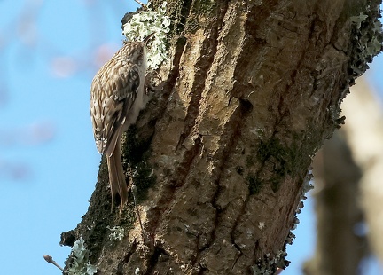 Certhia brachydactyla-21