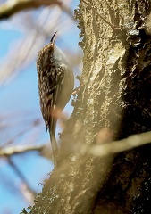 Certhia brachydactyla-2
