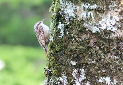 Certhia brachydactyla