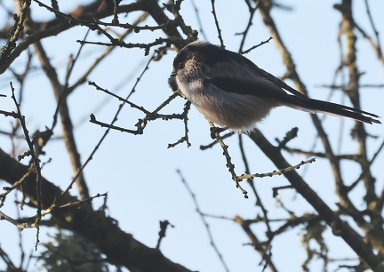 Aegithalos caudatus-4