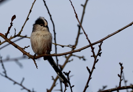 Aegithalos caudatus-5