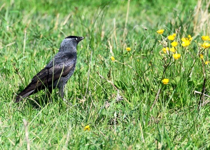 Corvus monedula