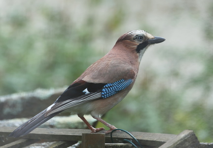 Garrulus glandarius-3