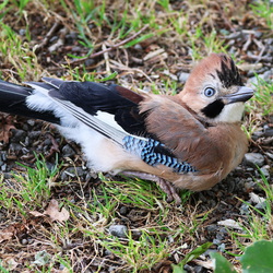 Faune