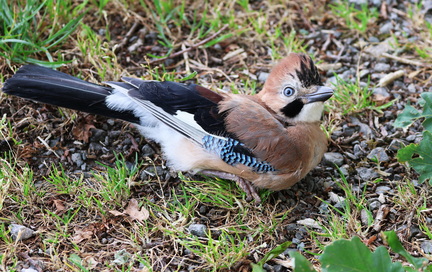 Garrulus glandarius-4