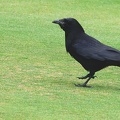 Corvus corax