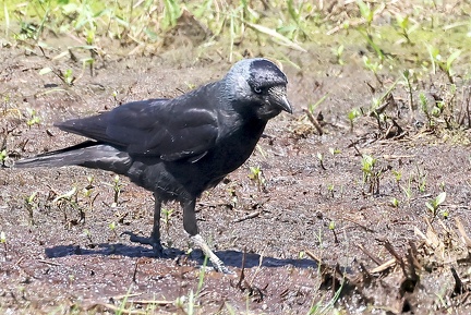 Corvus monedula-1