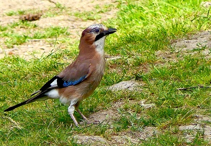 Garrulus glandarius
