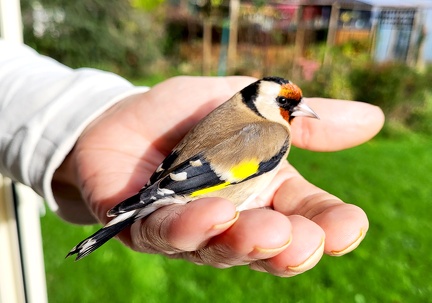 Carduelis carduelis-41