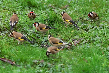 Carduelis carduelis-43