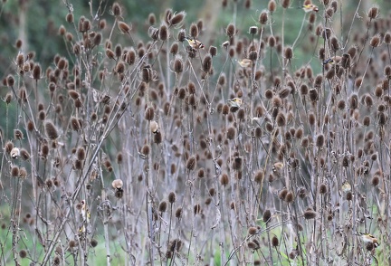 Carduelis carduelis-5