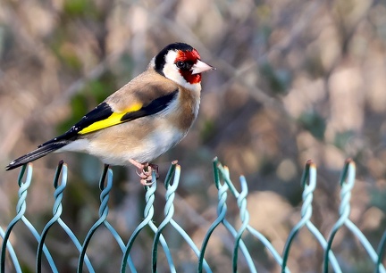 Carduelis carduelis