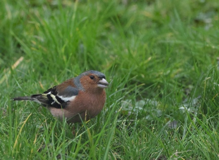 Fringilla coelebs-5